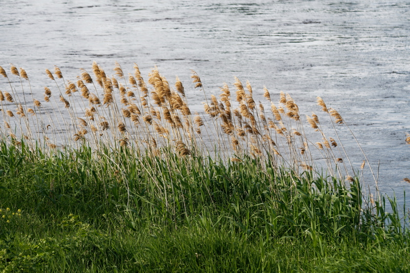Common Reed on Vistula river bank